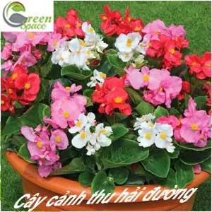 Cây thu hải đường