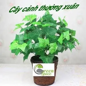 Cây thường xuân