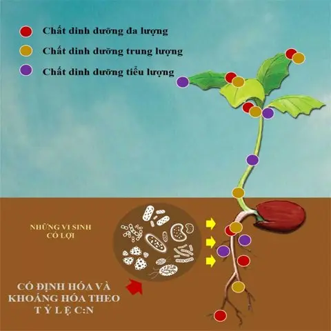 Chức năng cung cấp dinh dưỡng cho cây